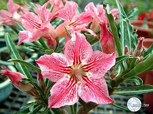 Adenium Seeds \'Dance of the Butterfly\' 5 Seeds